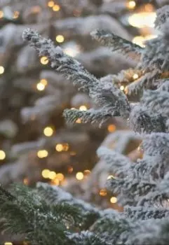 Новогоднее чудо