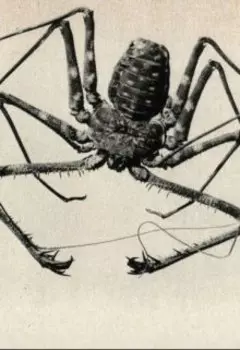 Паук Фрин
