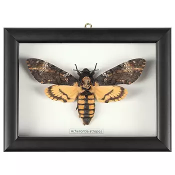 Аксессуар на стену Бабочка Acherontia atropos