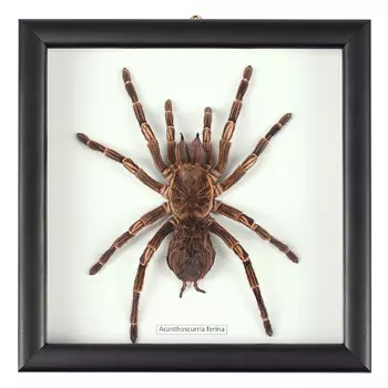 Аксессуар на стену Паук Acanthoscurria Ferina