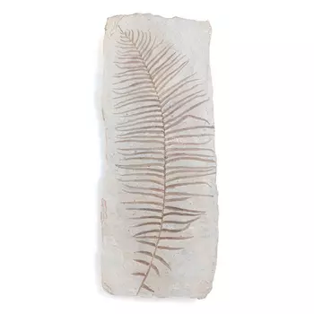 Аксессуар на стену Tropical Leaf