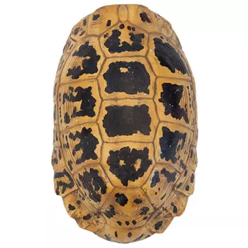 Аксессуар Turtle Hermanni Shell