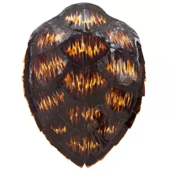 Аксессуар Turtle Shell Motley Natural
