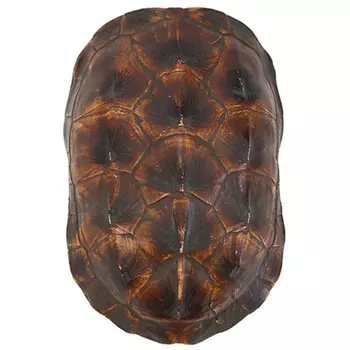Аксессуар Turtle Shell Natural Brown