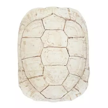 Аксессуар Turtle Shell White