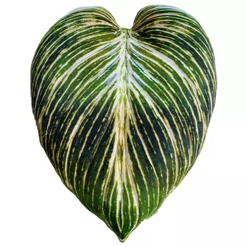 Декоративная подушка Botanical Cushion Philodendron Birkin