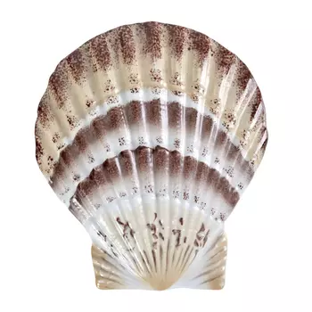 Фигурка из фарфора в виде ракушки морского гребешка Marine Tridacna