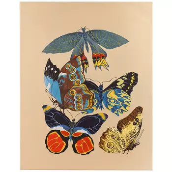 Картина Бабочки The Beauty of Butterflies