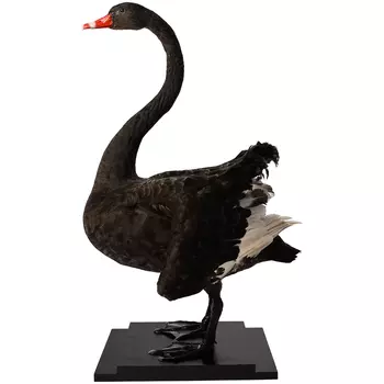 Настоящее чучело черного лебедя Black Swan