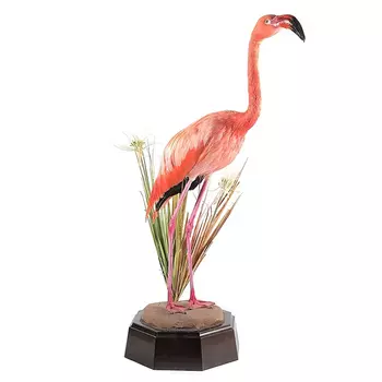 Настоящее чучело фламинго Pink Flamingo
