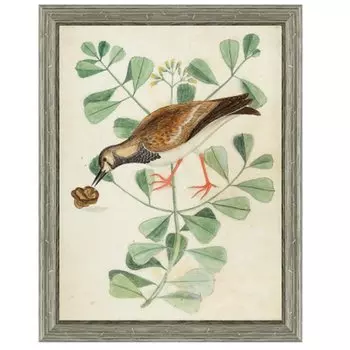 Постер Bird Pecks Cone