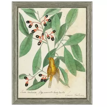 Постер Magic Berries