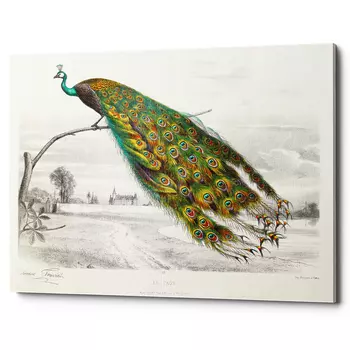 Постер на холсте с изображением павлина на ветке Majestic Peacock on a Tree Poster
