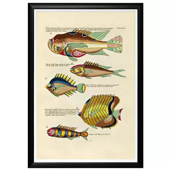 Постер в черной раме Fish Guide 13