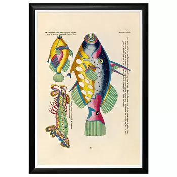 Постер в черной раме Fish Guide 17