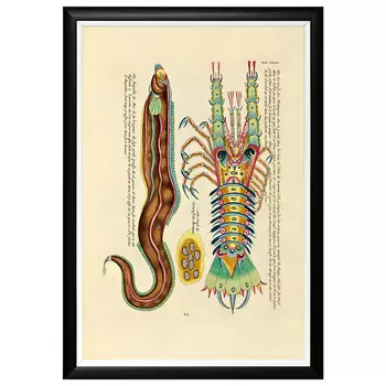 Постер в черной раме Fish Guide 28