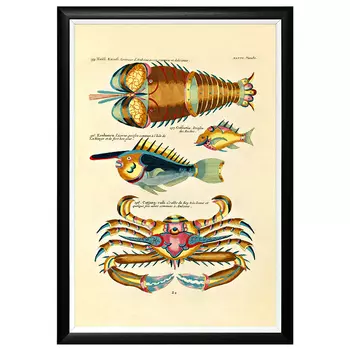 Постер в черной раме Fish Guide 29