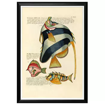 Постер в черной раме Fish Guide