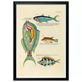 Постер в черной раме Fish Guide 8