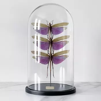 Статуэтка 3 Grasshoppers Titanacris Albipes Glass Cloche