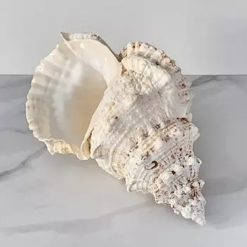 Статуэтка Bursa Bubo Shell