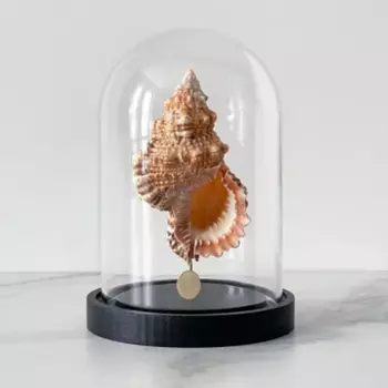 Статуэтка Bursa Rubeta Glass Cloche