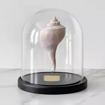 Статуэтка Busycon Canaliculatus Glass Cloche