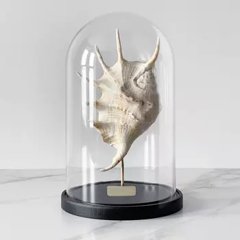 Статуэтка Lambis Glass Cloche