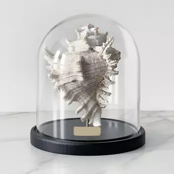 Статуэтка Murex Ramosus Glass Cloche