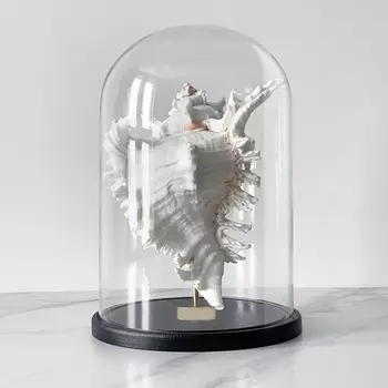 Статуэтка Murex Ramosus Glass Cloche XL