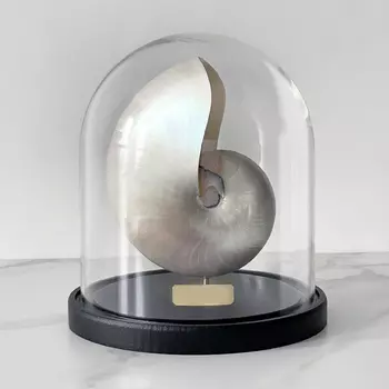Статуэтка Nautilus Pompilius Nacre Glass Cloche