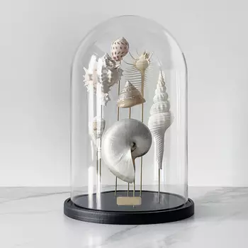 Статуэтка Shell Collection Glass Cloche 1