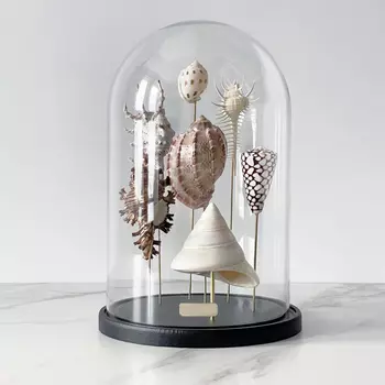 Статуэтка Shell Collection Glass Cloche 2