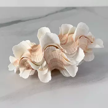 Статуэтка Tridacna Shell XS