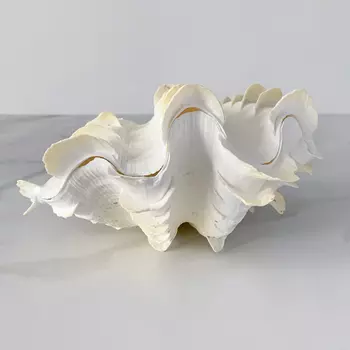 Статуэтка Tridacna Squamosa Shell S