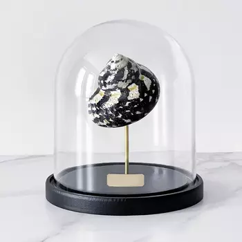 Статуэтка Turbo Cittarium Pica Glass Cloche