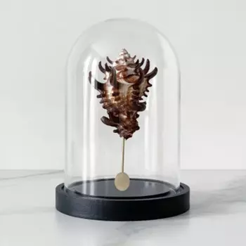 Статуэтка Vasum Tubiferum Glass Cloche