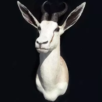 White springbok Чучело африканской белой антилопы Спрингбок таксидермия
