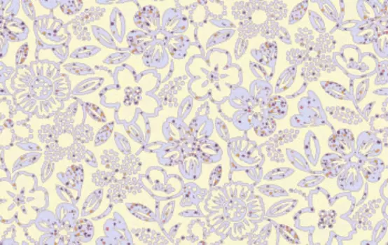 Пять лепестков