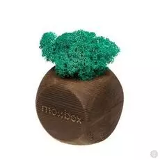 Интерьерный мох MossBox Fire moray dice