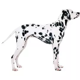 Тузик Комбинезон Далматин спортивный теплый сука (1 шт)