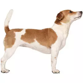 Тузик Комбинезон Джек рассел терьер теплый кобель (1 шт)