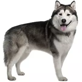 Тузик Комбинезон Хаски спортивный теплый кобель (1 шт)