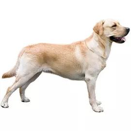 Тузик Комбинезон Лабрадор ретривер теплый кобель (1 шт)