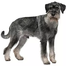 Тузик Комбинезон Миттельшнауцер теплый сука (1 шт)