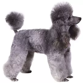 Тузик Комбинезон Пудель малый спортивный теплый сука (1 шт)