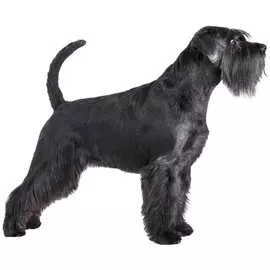 Тузик Комбинезон Ризеншнауцер теплый сука (1 шт)