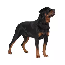 Тузик Комбинезон Ротвейлер теплый сука (1 шт)