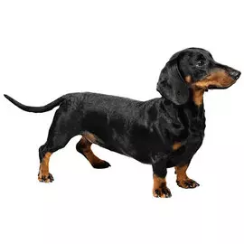 Тузик Комбинезон Такса карликовая спортивный теплый сука (1 шт)