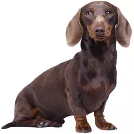 Тузик Комбинезон Такса кроличья спортивный теплый кобель (1 шт)